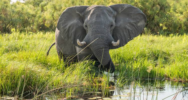 Un elefante africano solitario se encuentra metido en juncos exuberantes hasta el pecho junto a un canal de delta reflectante.