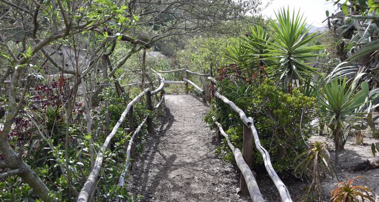 Unbefestigter Fußweg mit rustikalen Holzgeländern, die sich durch üppige tropische Vegetation und stachelige Palmen schlängeln.