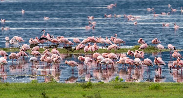 Große Flamingoschar in Rosa, die in einem blauen See mit Spiegelungen füttert.