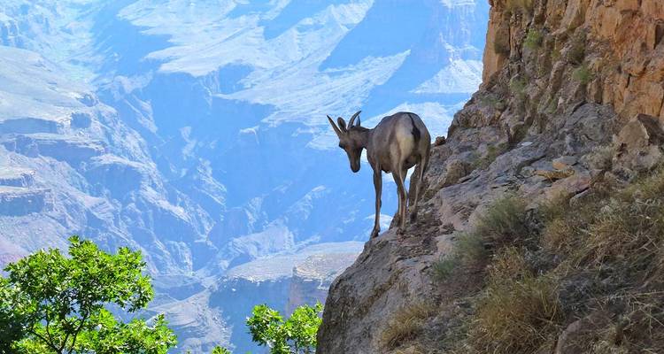 Wild goat balances on a sheer cliff face with layered canyon walls behind.