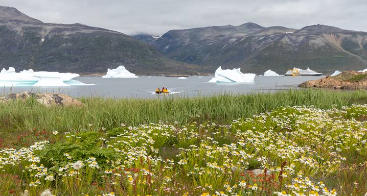 Wildflower meadow leads to a fjord dotted with icebergs, mountains and an expedition ship in the distance.
