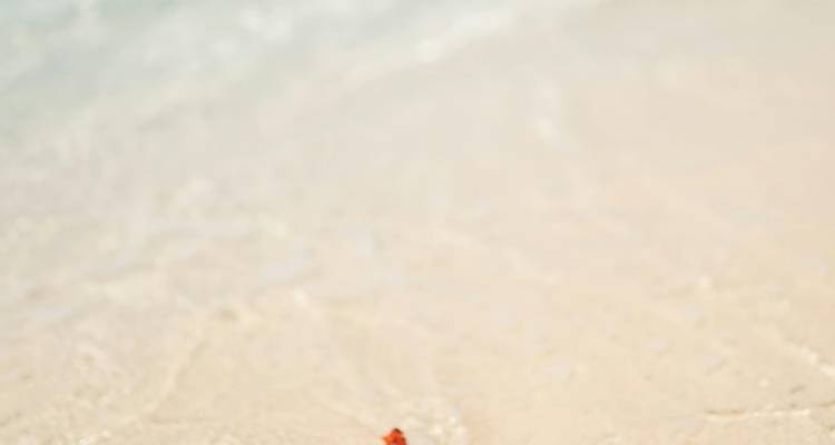 Oranje zeesterren op glad wit zand met onscherpe branding op de achtergrond.