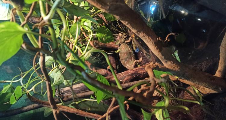 Terrarium-scène met een hagedis die goed camoufleerd zit tussen kronkelende takken en groene bladeren.