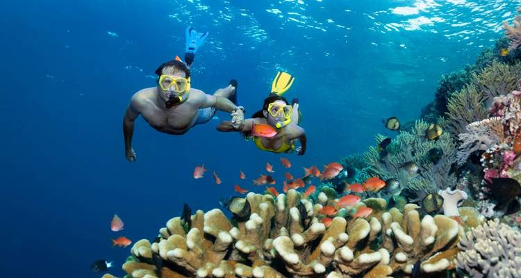 Pareja practicando snorkel tomados de la mano sobre coral colorido y peces tropicales en la Gran Barrera de Coral.