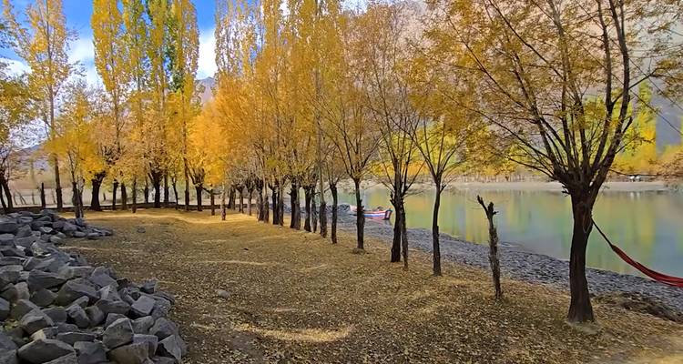 Reihe von goldenen Pappelbäumen, die sich in einem ruhigen Alpensee während des Herbstes im Hunza-Tal spiegeln.