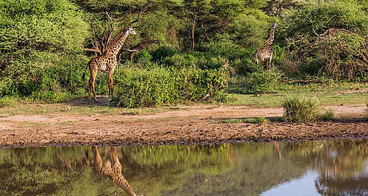 Twee giraffen staan tussen groene acacia-bomen met hun spiegelbeelden weerspiegeld in een stil watergat.