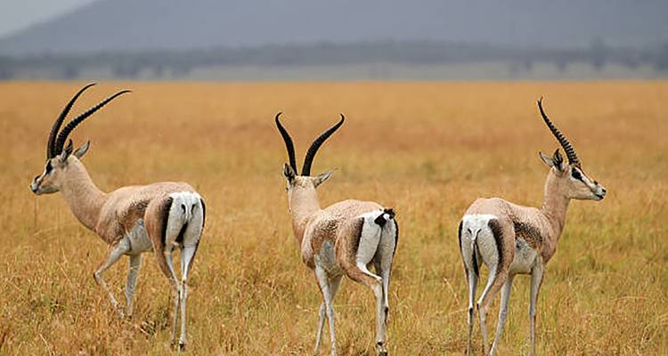 Drie Thomson-gazelles staan alert in een gouden grasvlakte met vage bergen daarachter.