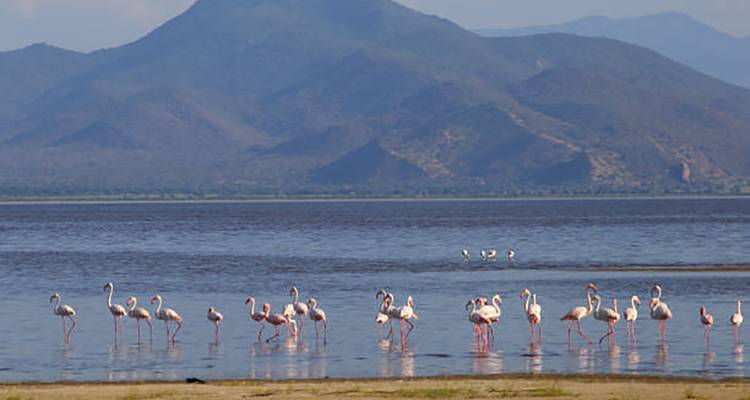 Een rij roze flamingo's waadt in een ondiep meer met ruige blauwe bergen die erachter uitsteken.