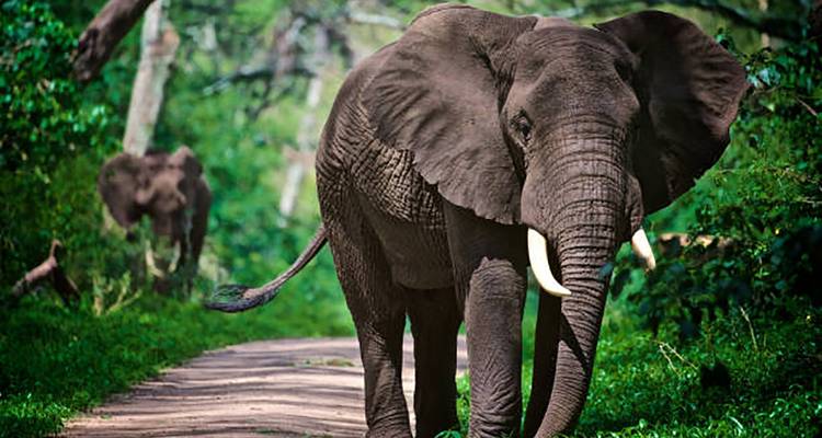 Een grote Afrikaanse olifant loopt over een zandpad door een weelderig groen bos met een ander olifant op afstand.