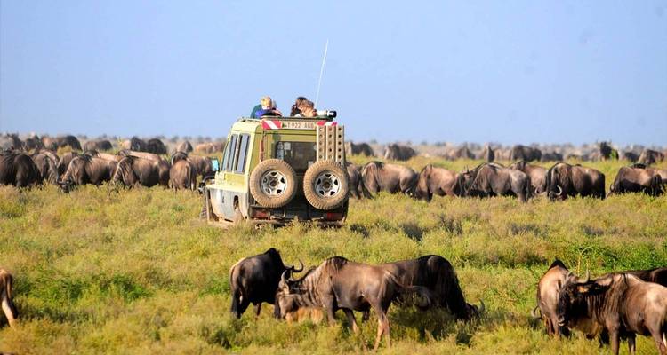 Een safarijeepreeks met toeristen observeert een enorme kudde gnoes die graast op open vlaktes.
