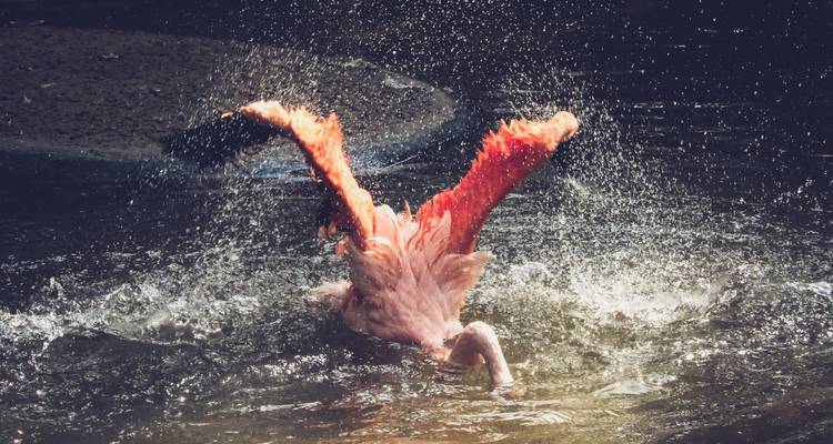 Un flamant rose s'éclabosse de façon spectaculaire, les ailes déployées avec des gouttes d'eau qui s'envolent dans une piscine ombragée.