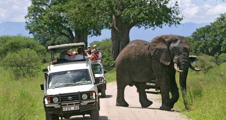 Safariauto's stoppen terwijl een grote olifant een zandpad oversteekt door een groene savanne met baobabbomen.