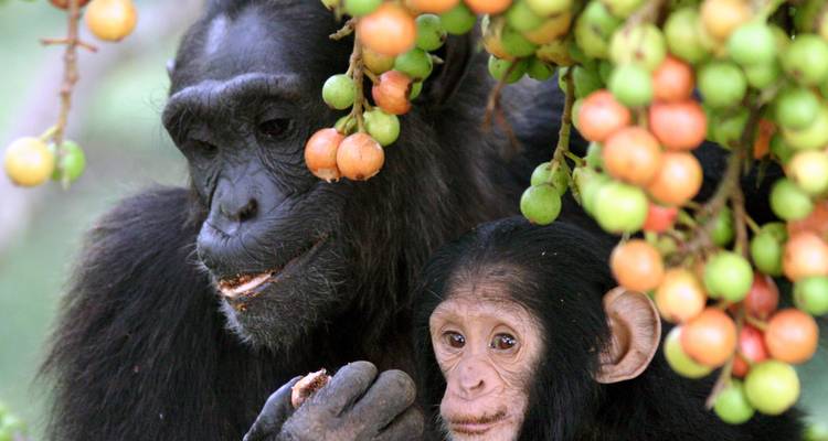 Een volwassen chimpansee en zijn jong zitten onder fruitbeladen takken en snacken op bessen.