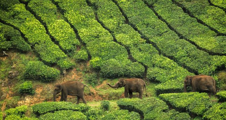 Drie wilde olifanten wandelen door weelderige groene theeplantages die in een heuvelzijde zijn uitgehouwen.