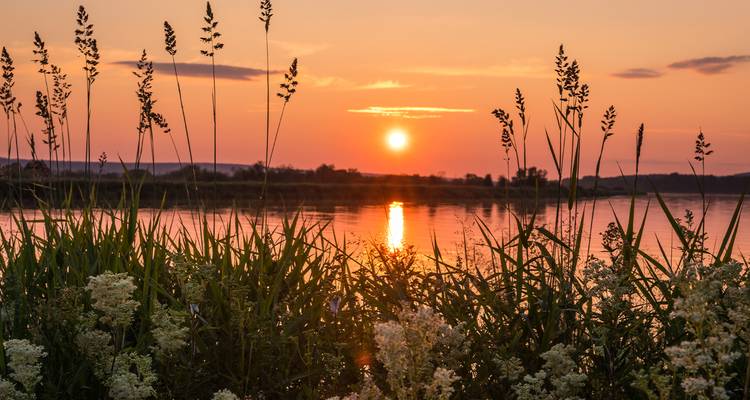 Orange sun setting over a calm river, framed by tall grasses and wildflowers in the foreground.