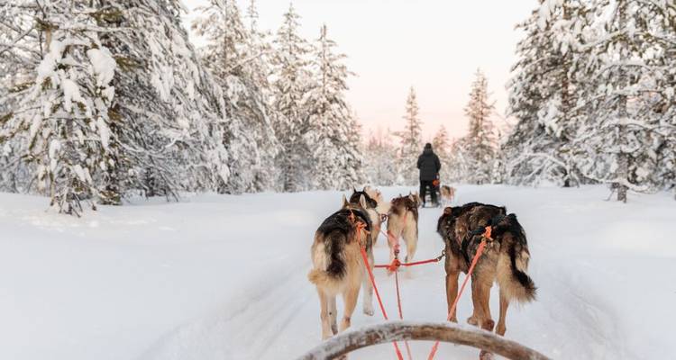 A pack of huskies pulls a sled along a snowy forest trail beneath a pink dawn sky.