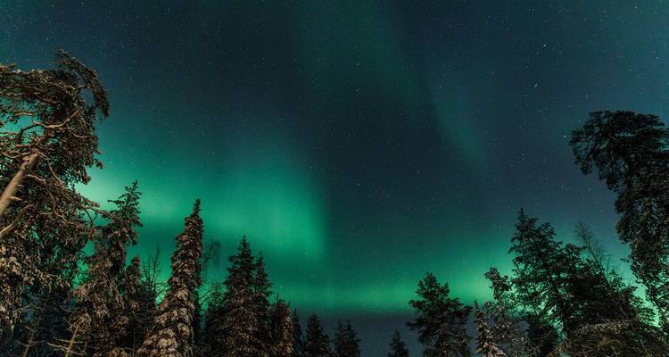 Vibrant green aurora borealis curtains dance across a starry winter sky above snow-tipped trees.