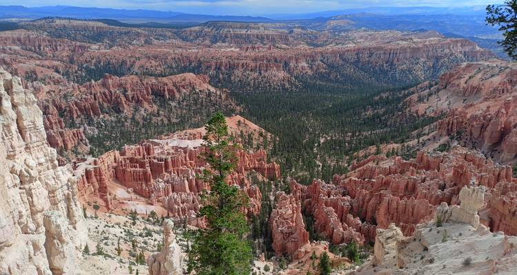 Expansive view across Bryce Canyon’s maze of pink spires and forested valleys from a high overlook.