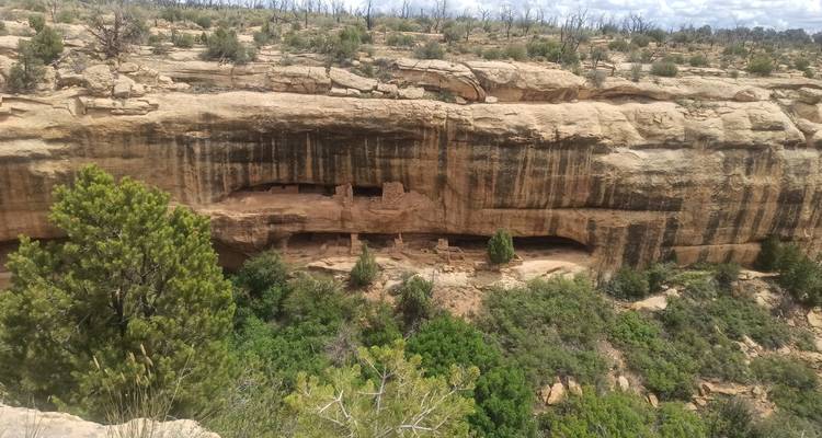 Cliffside sandstone dwellings tucked into an alcove at Mesa Verde with green shrubs below.