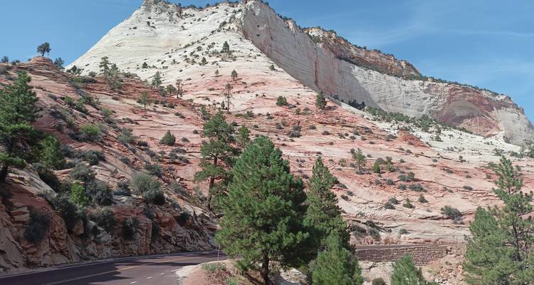 Winding road passes red and white cliffs and pine-covered slopes in Zion National Park.