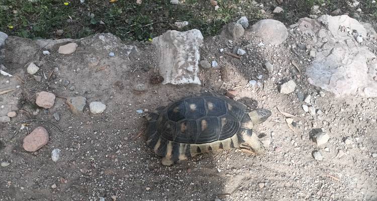 Une petite tortue traversant un site archéologique poussiéreux.