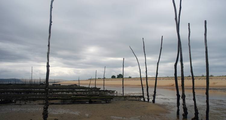 Hohe Holzpfähle und Austerngestelle stehen in flachem Wasser vor einer Kulisse aus bewölktem Himmel und sandiger Böschung.