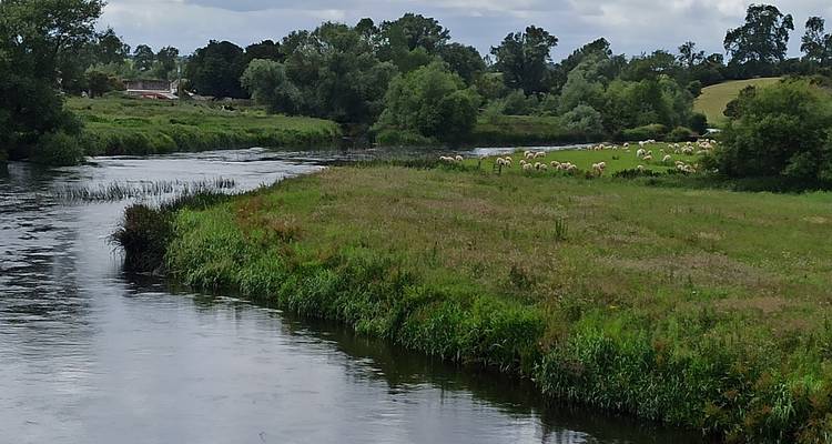 Coude de riviere calme en zone rurale borde par des champs verts avec un troupeau de moutons
