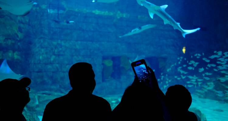 Des visiteurs en silhouette photographiant des requins dans un grand réservoir d'aquarium éclairé en bleu