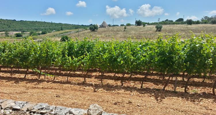 Des rangées de vignes sur une colline ensoleillée avec un trullo solitaire visible au loin