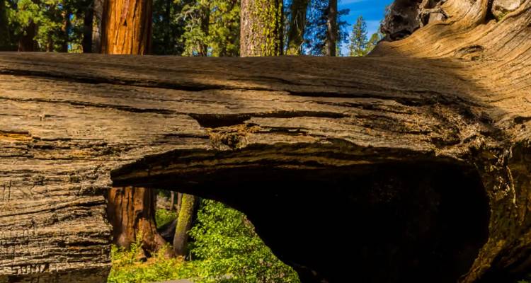 Enorme tronco de secoya caído atravesado en un sendero del bosque bajo un cielo despejado.