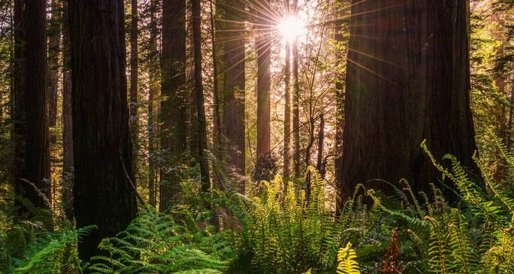 Los rayos de sol atraviesan el denso bosque de secuoyas lleno de helechos, creando un brillo cálido.