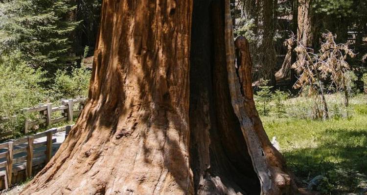 Tronco gigante de secuoya con un paseo de madera pasando a su lado.