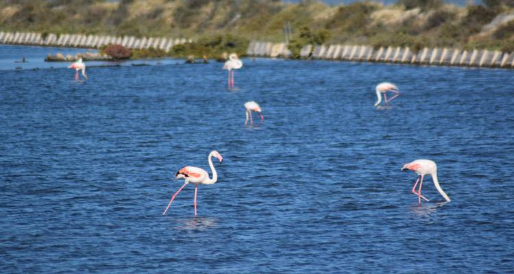 Plusieurs flamants roses se nourrissant et se déplaçant dans un large lagon bleu avec une frange de roseaux et une berge en arrière-plan.