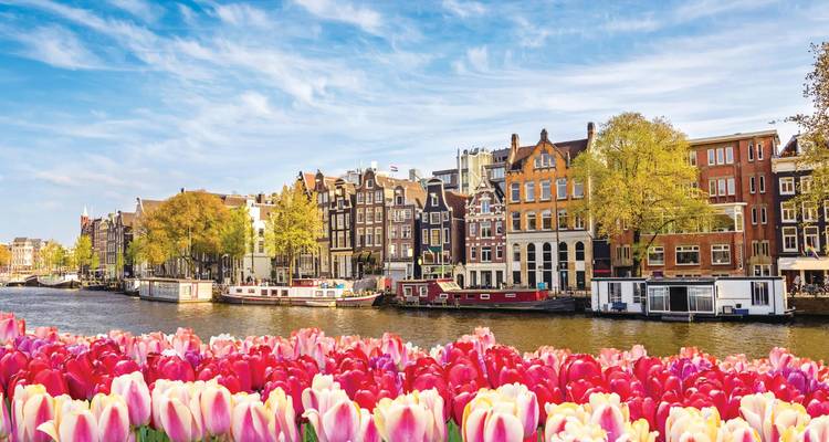 Leuchtende Tulpenblüten rahmen Giebelhäuser entlang von Amsterdams Wasserkanten unter einem strahlend blauen Himmel ein.