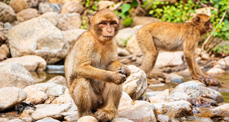 Un macaco de Berbería se sienta en la orilla rocosa del arroyo mientras otro mono explora detrás.