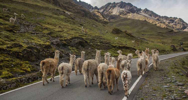 Un troupeau d'alpagas descend une route de montagne sinueuse bordée de versants d'un vert luxuriant et de pics déchiquetés