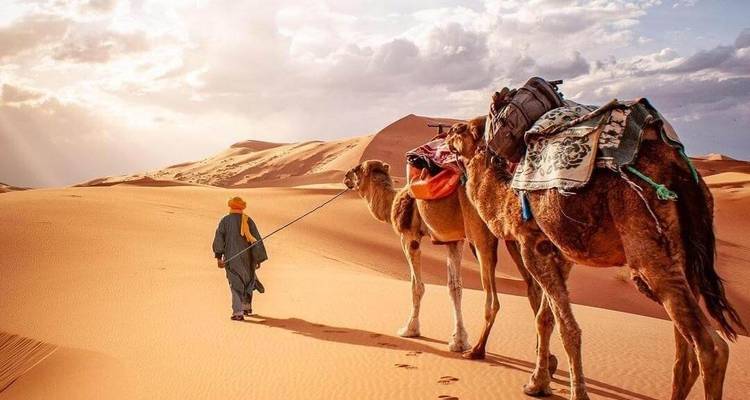 Un guide en turban conduit deux chameaux sellés à travers les dunes désertiques orange brillantes au coucher du soleil.