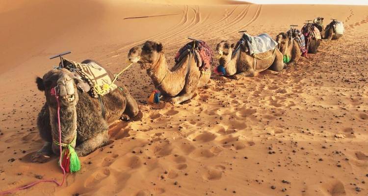 Ligne de chameaux au repos assis dans le sable avec des selles dans le désert marocain.