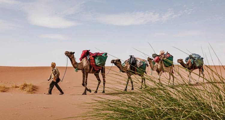 Caravane de chameaux chargés menée par un guide à travers un désert balayé par les vents avec de l'herbe au premier plan.