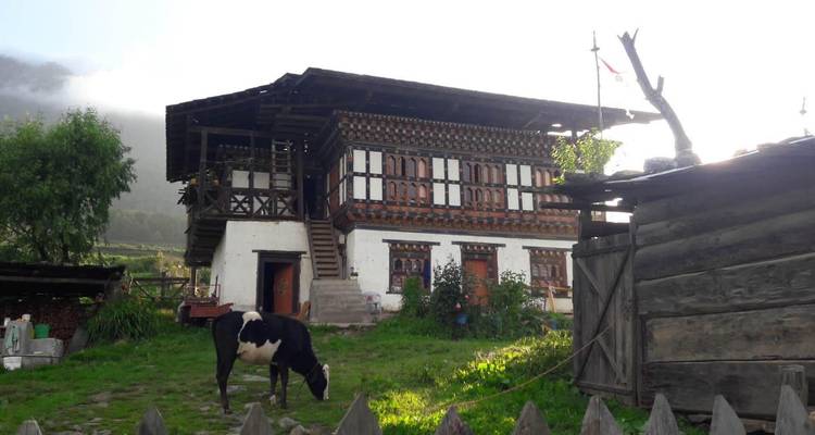 Traditional Bhutanese farmhouse set in a grassy yard with a grazing cow and wooden outbuildings.