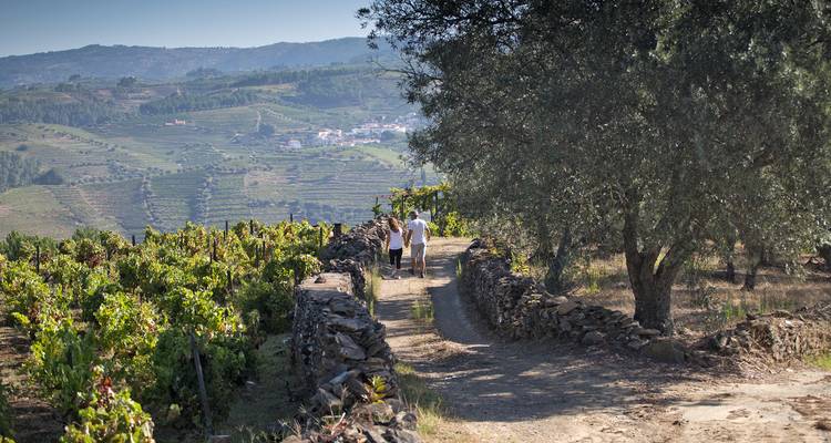 Petit groupe marchant sur un sentier de pierre entre des vignobles en terrasses avec des vues panoramiques sur la vallée