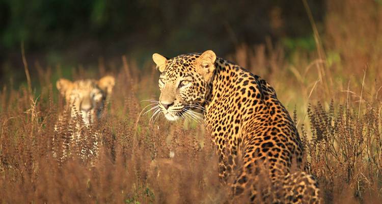 Léopard vigilant et petit léopard caché parmi les herbes hautes dans une lumière dorée.