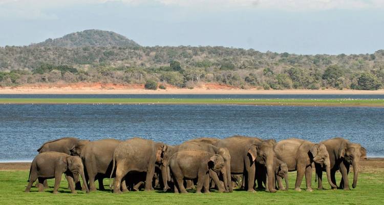 Grand troupeau d'éléphants broutant près d'un réservoir avec des collines boisées en arrière-plan.