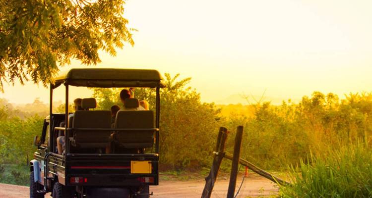 Open-air safarijeepdrive met bezoekers die bij gouden uur over een zandpad door struikgewas rijden.