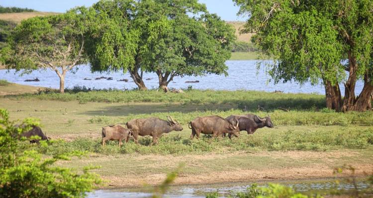 Waterbuffels die grazen op een groen rivieroevers naast een blauw meer met bladrijke bomen op de achtergrond.