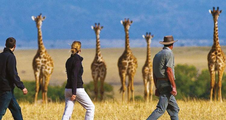 Viajeros a pie se acercan a una fila de jirafas curiosas paradas en toda su altura en la sabana abierta.