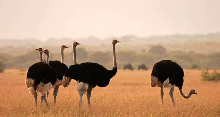 Rebaño de avestruces de pie en un pastizal dorado con el bushveld brumoso a lo lejos bajo una luz cálida.