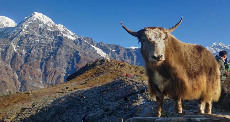 Gros plan d'un yak se tenant sur une crête himalayenne avec des pics enneigés qui s'élèvent majestueusement à l'arrière-plan.