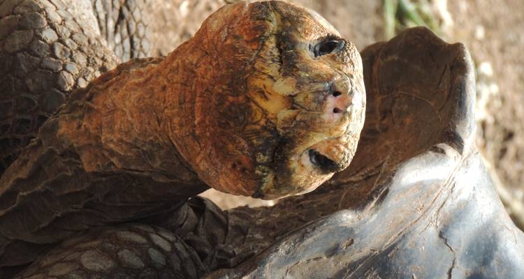 Portrait en gros plan d'une tortue géante des Galapagos regardant directement l'objectif