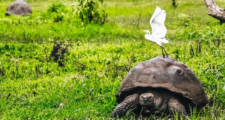 Un héron blanc se perche au sommet d'une tortue géante qui paît dans une prairie verdoyante et luxuriante